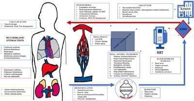 Extracorporeal organ support and the kidney